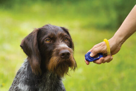 training a young hunting dog with a clicker